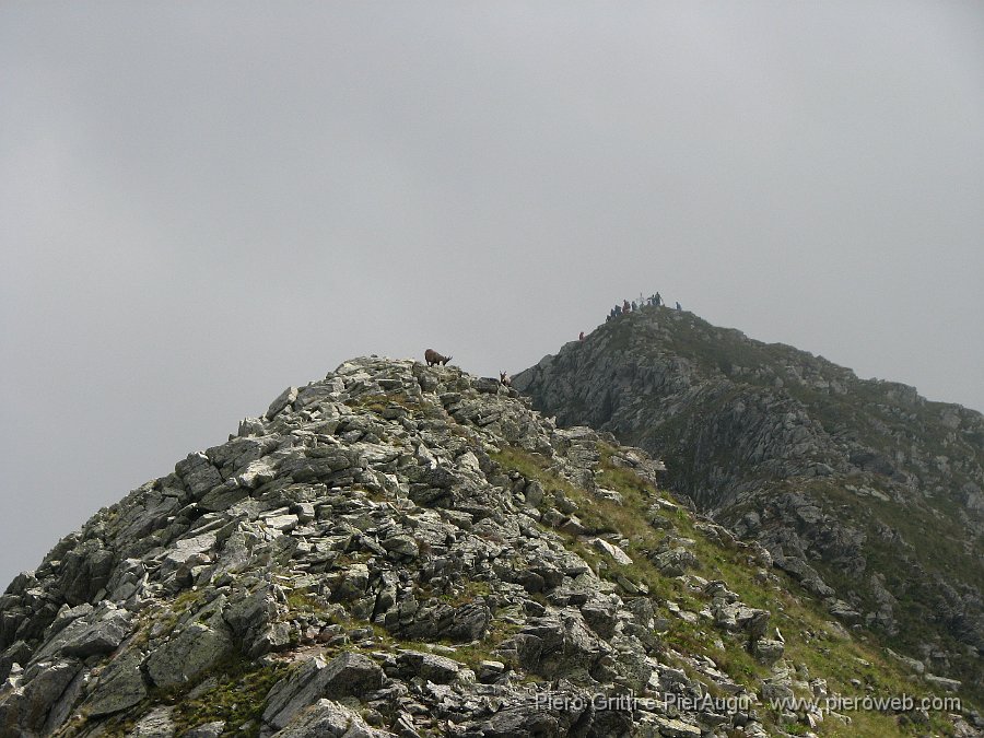 CornoStella 023.jpg - Stambecchi sull'anticima, escursionisti già sulla cima